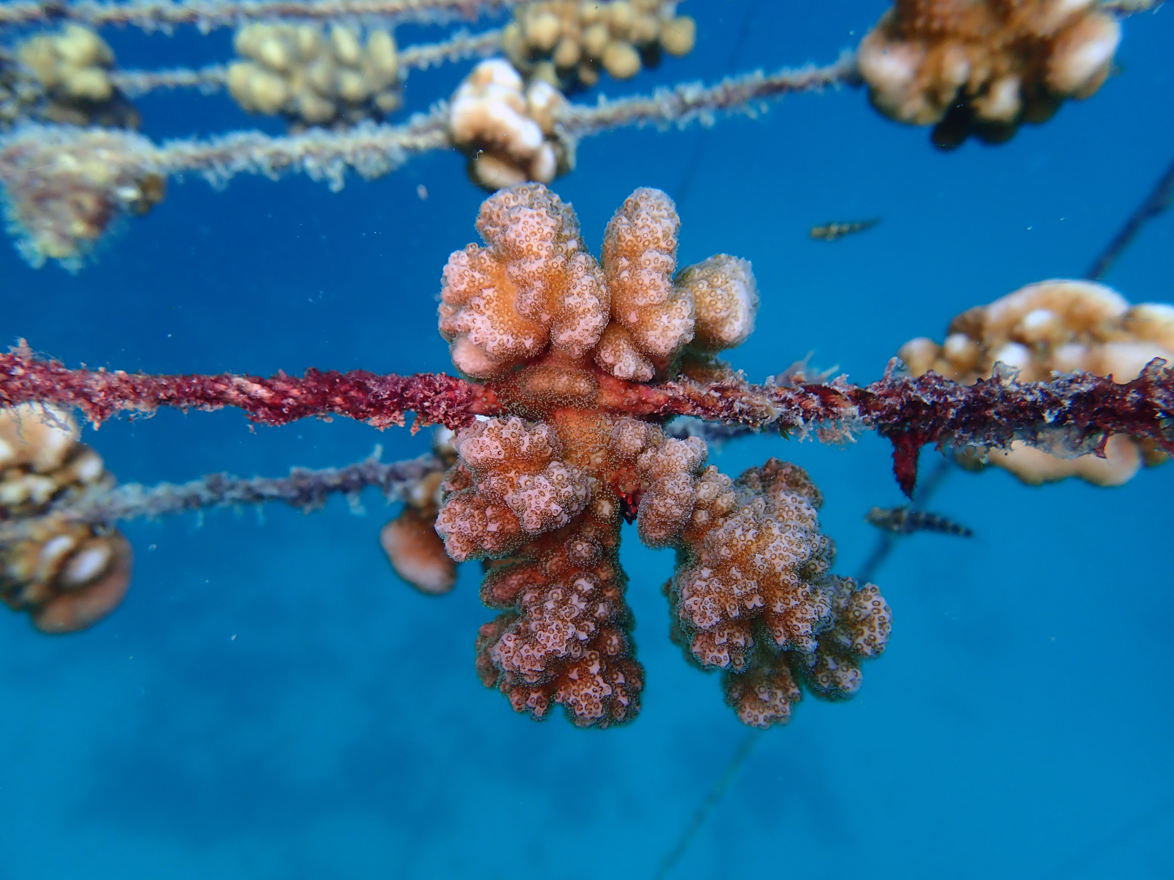 Coral Restoration in Seychelles