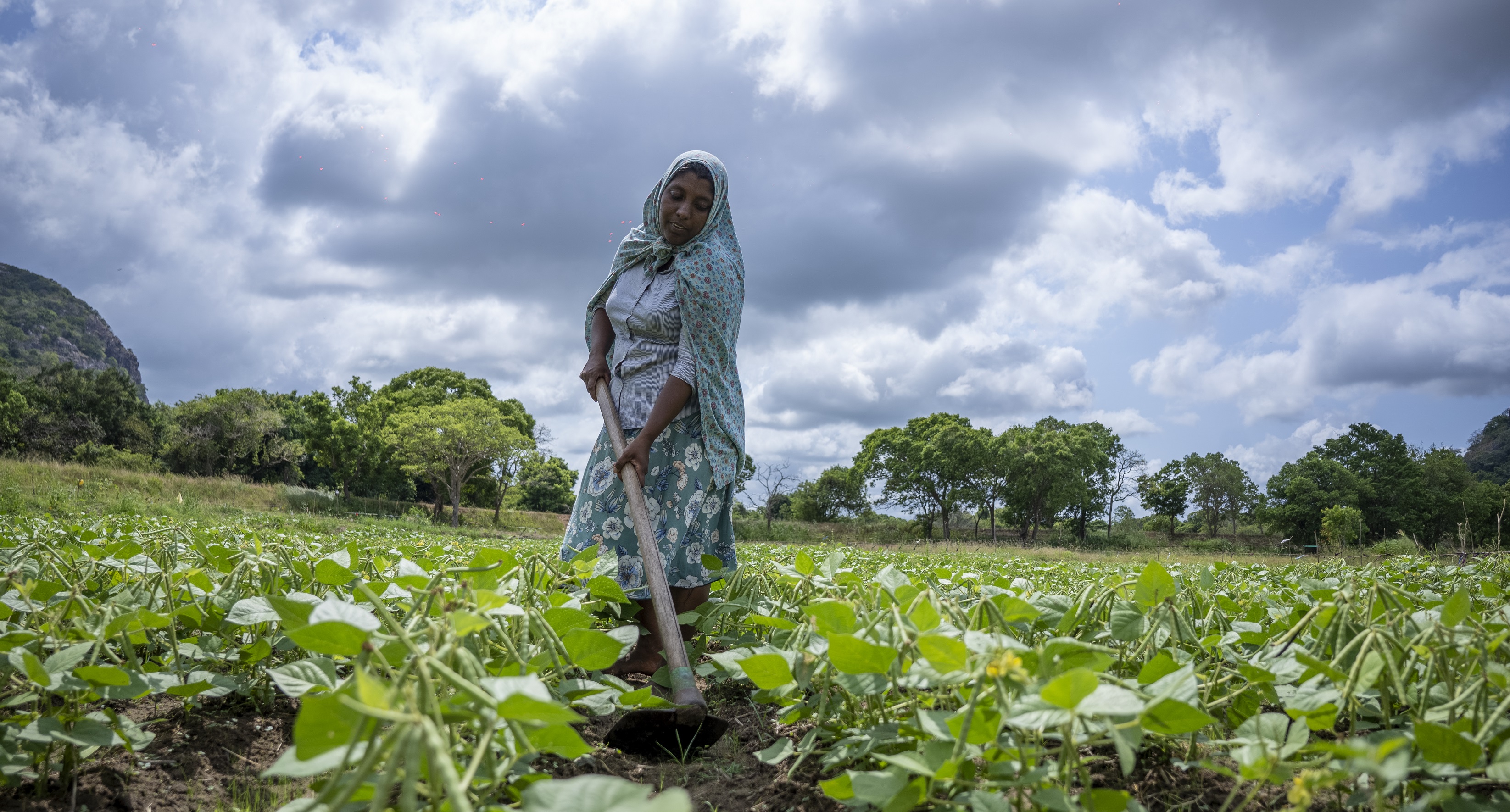 A woman farmer tending crops in a green field