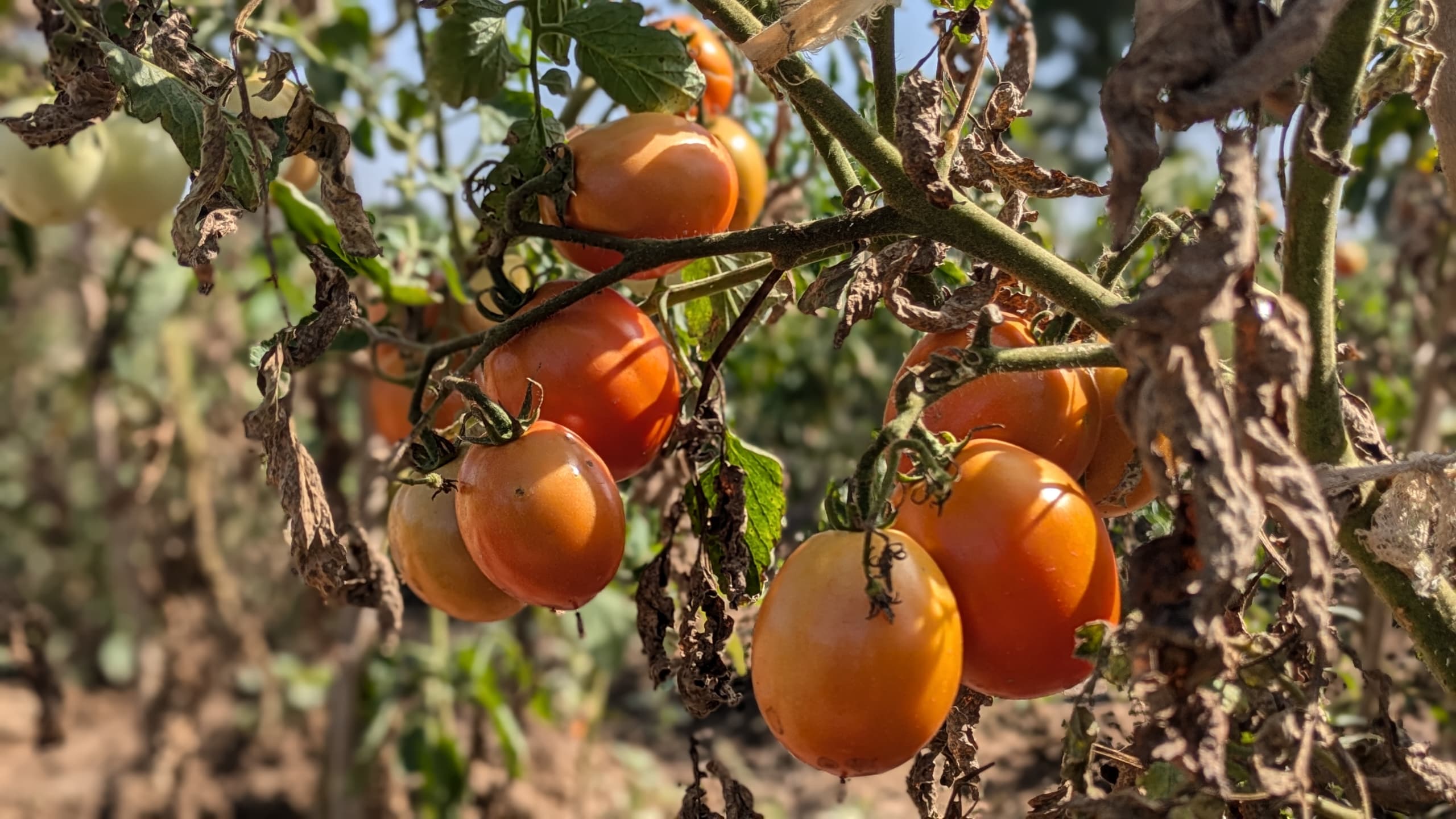 a fruit hanging from a branch