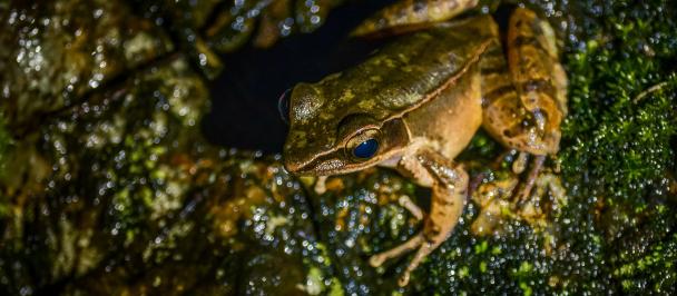 Close up frog sitting on greenery