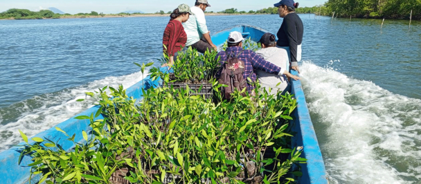 Actividades de reforestación y protección del manglar de UEDESAMAR