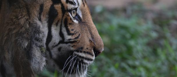 a close up of a tiger that is looking at the camera