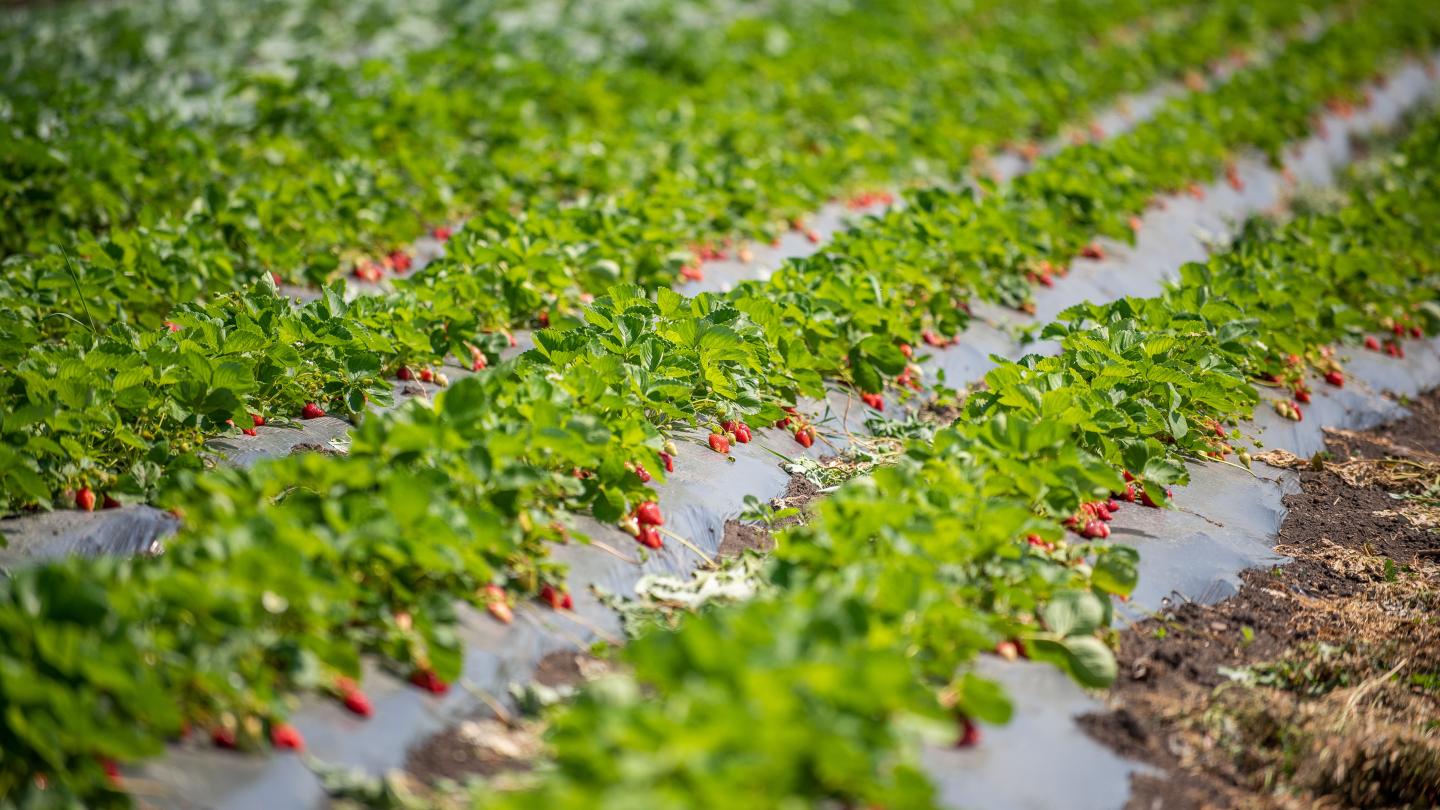 a close up of a flower garden