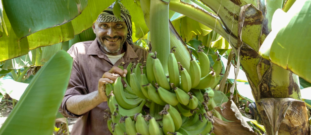 a bunch of green bananas hanging from a tree